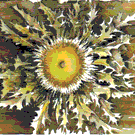 Logo of Wiki EELL