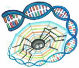 Logo of ArachneWiki