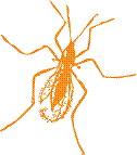 Logo of ArthropodBase wiki