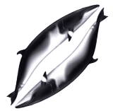 Logo of Whalegenome org