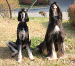 Logo of Doggenome.org