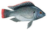 Logo of Tilapia Breeding