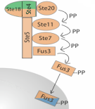 Logo of Yeast Pheromone Model
