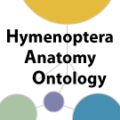 Logo of HAO Wiki