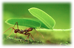 Logo of Ant Wiki