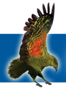 Logo of Queenstown.net.nz