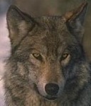 Logo of Wolfekipedia