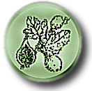 Logo of DBC