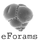 Logo of Foraminifera