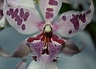 Logo of OrchideenWiki