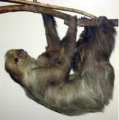 Logo of Slothx.net
