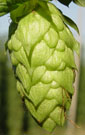 Logo of Home Brewer Wiki