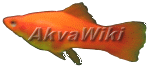 Logo of AkvaWiki