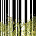 Thumbnail for version as of 14:34, 27 January 2013