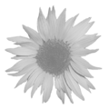 Thumbnail for version as of 19:12, 22 December 2012