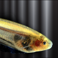 Thumbnail for version as of 14:53, 27 January 2013
